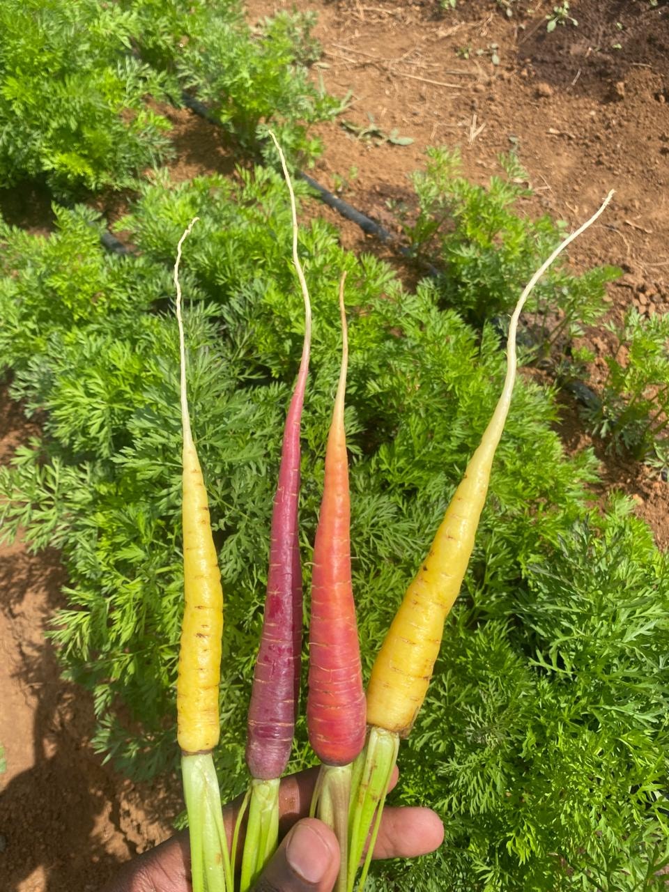 Baby Vegetables