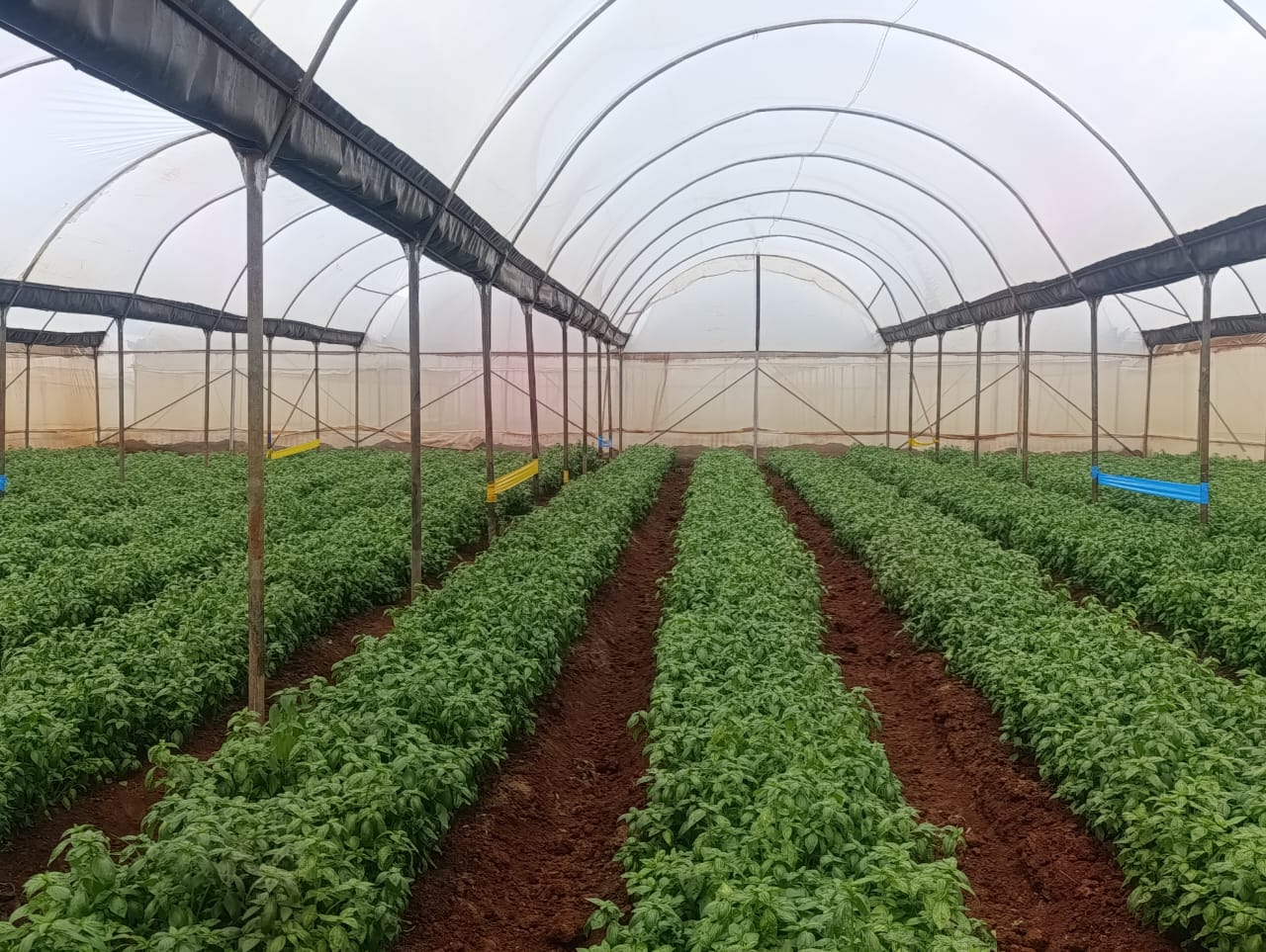 Fresh produce sourcing