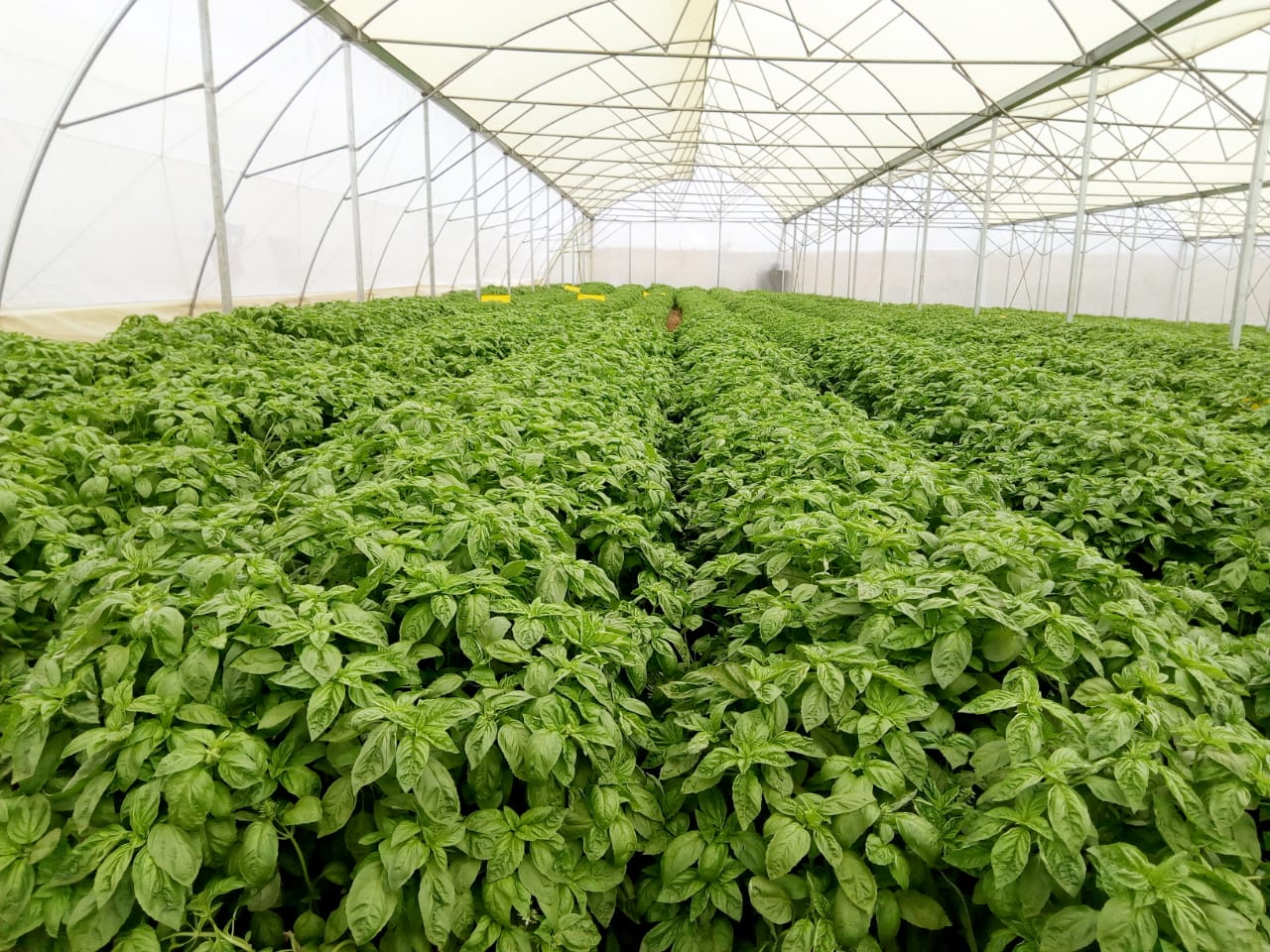 Fresh Herbs